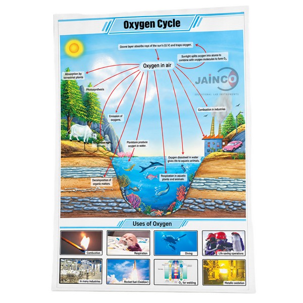 Oxygen cycle